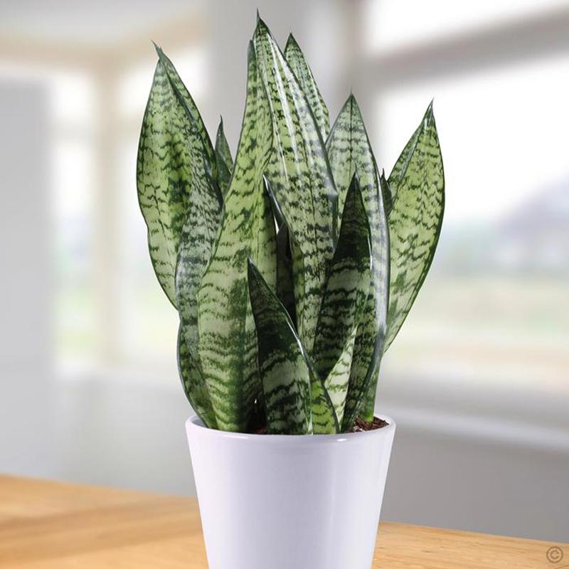 Snake Plant green Blooming�s Garden
