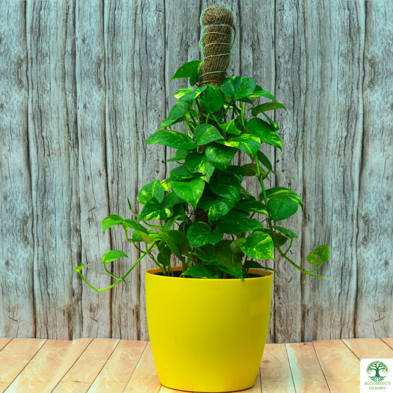 Moss stick Money plant Blooming’s Garden