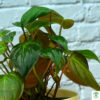 philodendron oxycardium brown