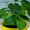 philodendron oxycardium green