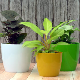Decorative Plastic Pots